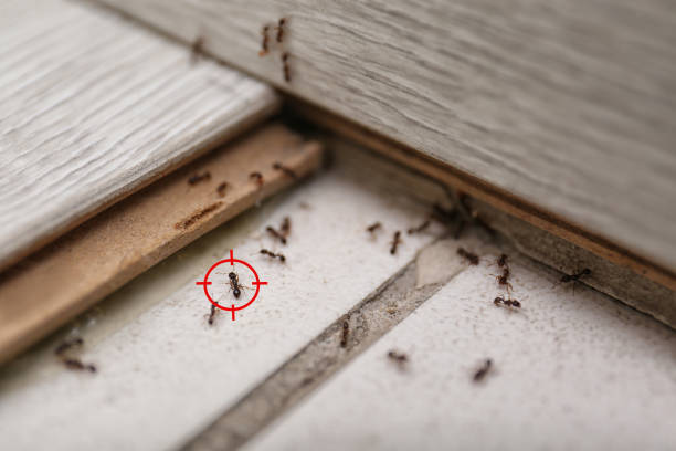 Best Bed Bug Extermination  in Kenosha, WI