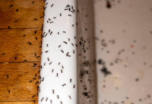 Kenosha, WI Pest Control Company